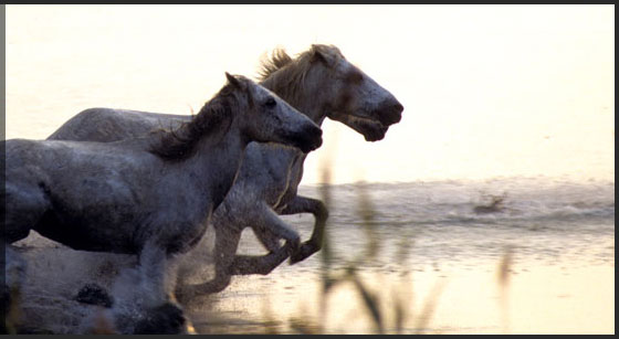 Promenade � cheval en Camargue