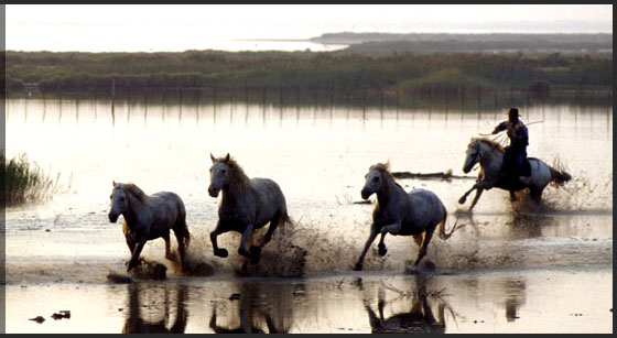 Randonn�e � cheval en Camargue