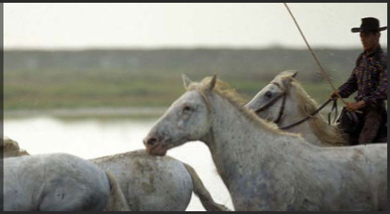 Promenade � cheval dans la r�gion Camarguaise