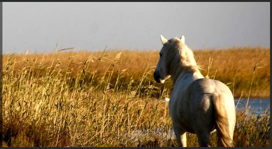 Promenade � cheval en Camargue