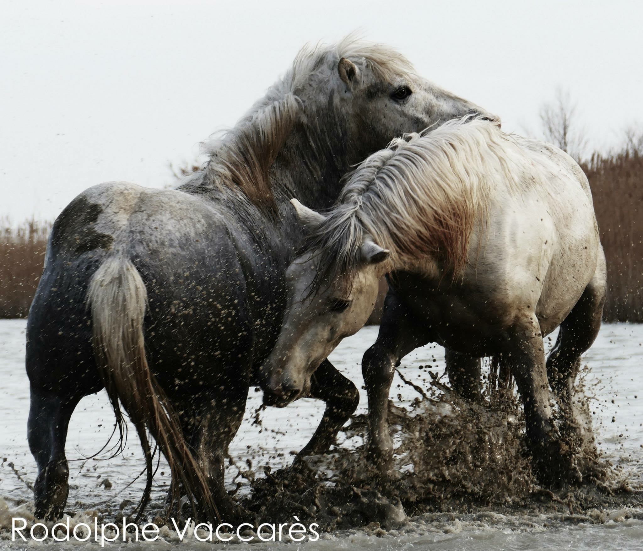 Promenade à cheval en Camargue avec les Cabanes de Cacharel