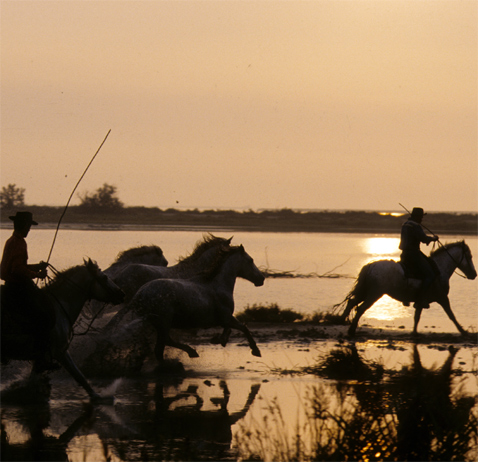 Promenade à cheval en Camargue avec les Cabanes de Cacharel