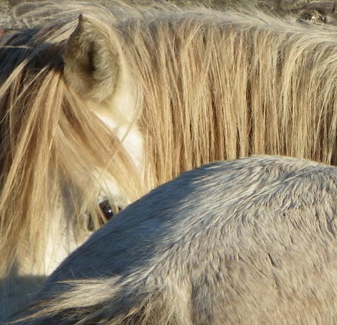 Elevage de chevaux