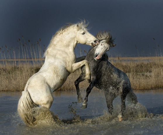 Promenade à cheval en Camargue avec les Cabanes de Cacharel