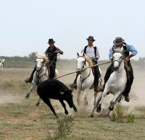 Ferrade taureax camarge à cheval