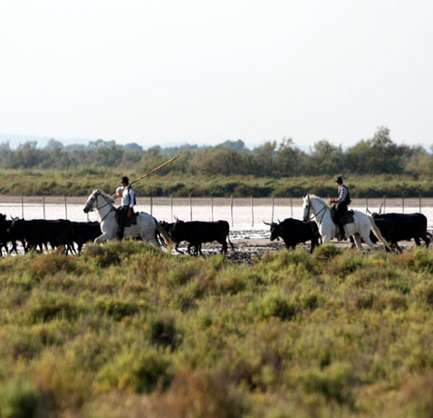 Ferrade en Camargue