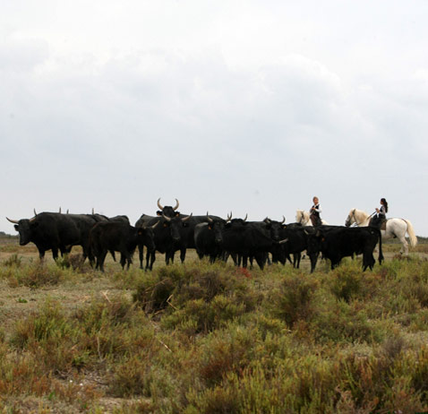 Ferrade en Camargue