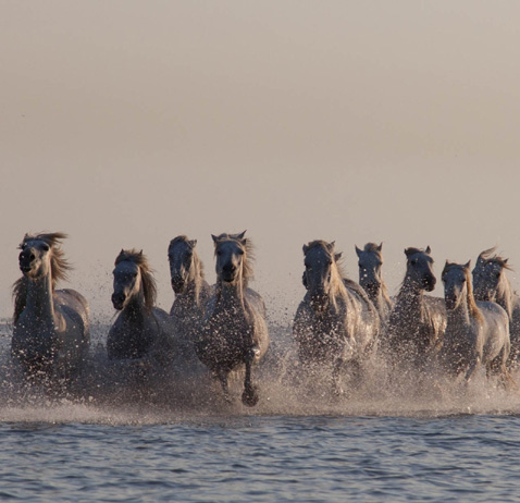 Tarif pour les Promenade à cheval en Camargue