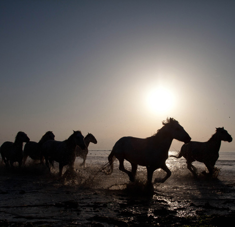 Prix pour les Promenade à cheval en Camargue